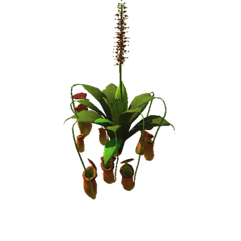 Flower Nepenthes attenboroughii5_1
